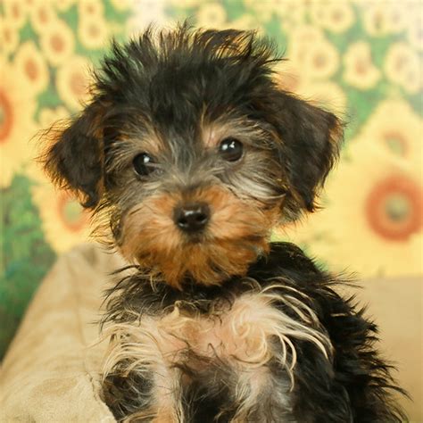 Dorkie puppies - View Yorkiepoo Hybrid Puppies for Sale. <p>This designer dog is a cross between a Yorkshire Terrier and a Miniature Poodle who is active and energetic. They are hypoallergenic making them great companions to those who are susceptible to allergies. They also fair well with apartment life, being a smaller sized dog.</p>.